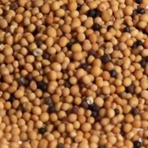 Mostaza en grano