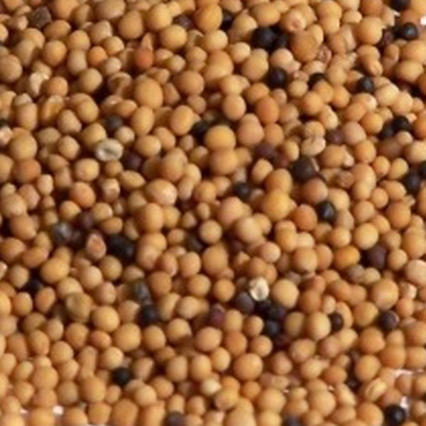 Mostaza en grano
