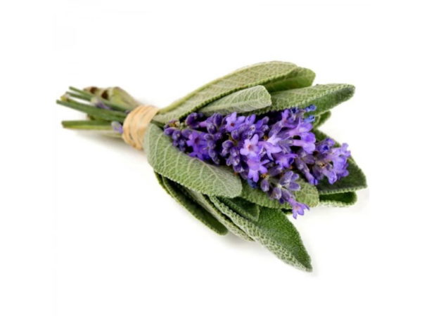 Rama de Salvia